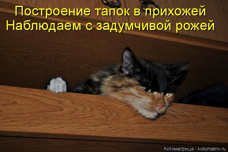 Санитар Васька (котоматрица) 40 фото Санитар Васька (котоматрица) 40 фото