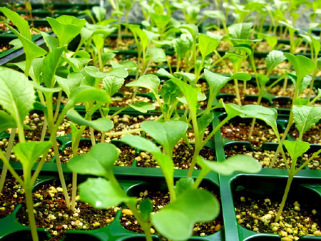 Купите небольшие саженцы-ростки выбранной зелени в садовом центре или специализированном магазине