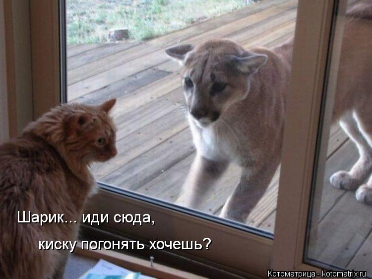 Возможно все (котоматрица)