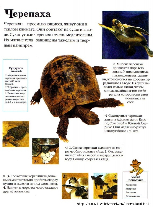 Entziklopedia dlya detei.Vse o jivotnih ot a do ya..page151 (518x700, 287Kb)