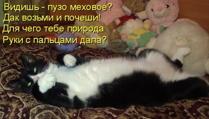 Котоматрица. Часть 2. (45 фото)
