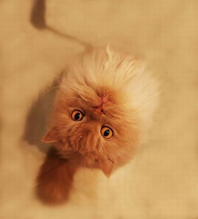 Смешные и просто красивые фотографии кошек (136 фото)