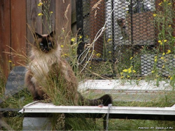 Смешные коты в засаде (30 фото)