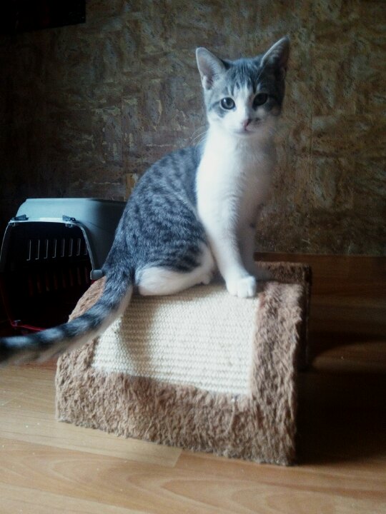помощь кошке котенок в доме