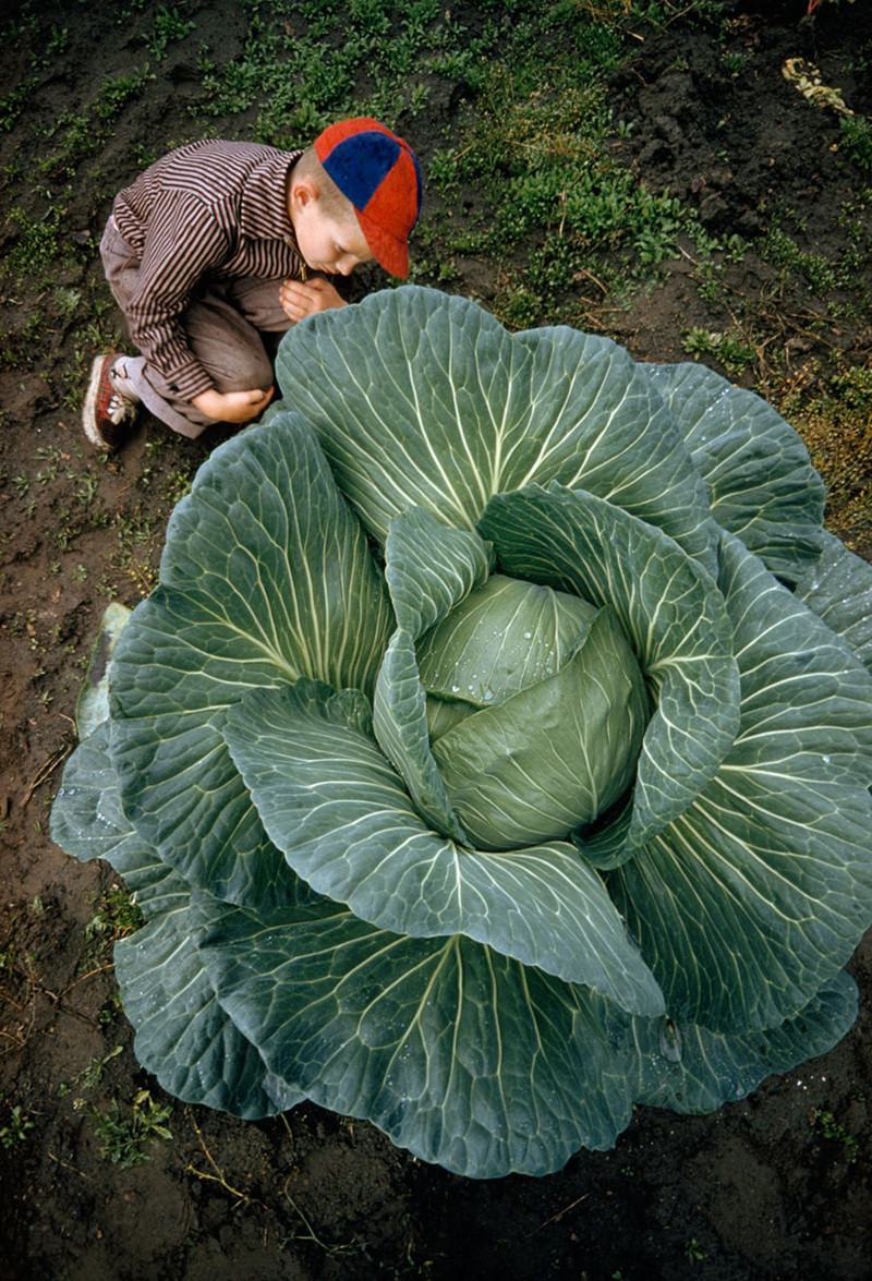 37. Гигантская капуста в долине Матануска. Аляска, июль 1959 national geographic, история, природа, фотография