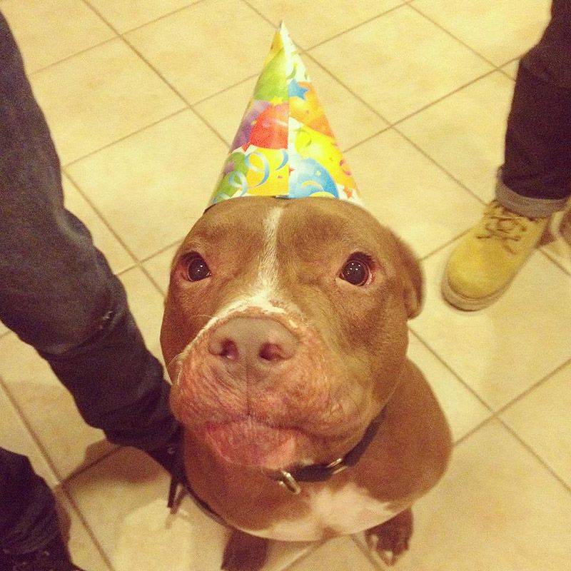 питбули, собаки, стиль