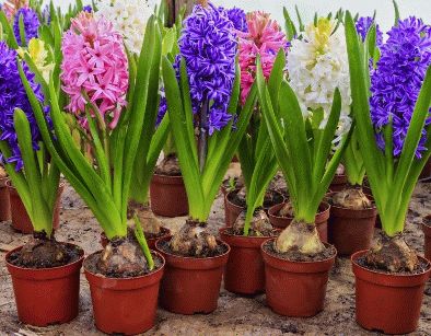 �������� ��������