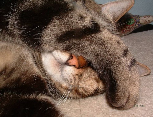 Котэ спит, оно устало, ну и я играть не стала ...