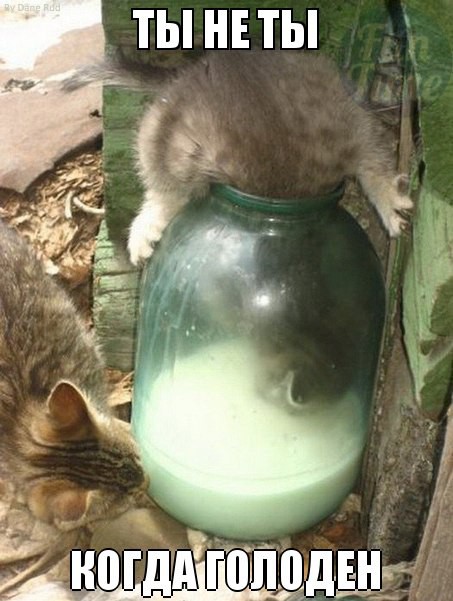 Ты не ты когда голоден! Ты не ты когда голоден, позитив, прикол, юмор