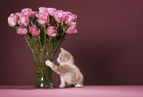 Котенок и букет роз