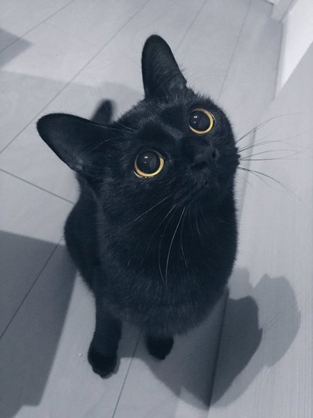 Что скажет о кошке её окрас! Что скажет о кошке её окрас!