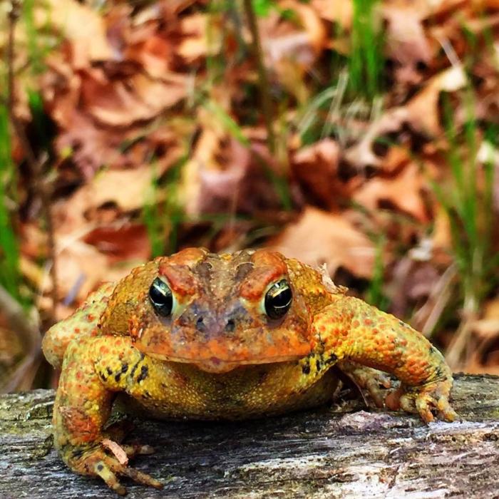Удивительные лягушки в природе: Американская жаба.