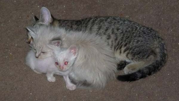 Спасение больного котенка, найденного на дне мусорки спасение котенка на дне мусорки, спасение котенок Стюарт Литтл, брошенные в мусорку котята