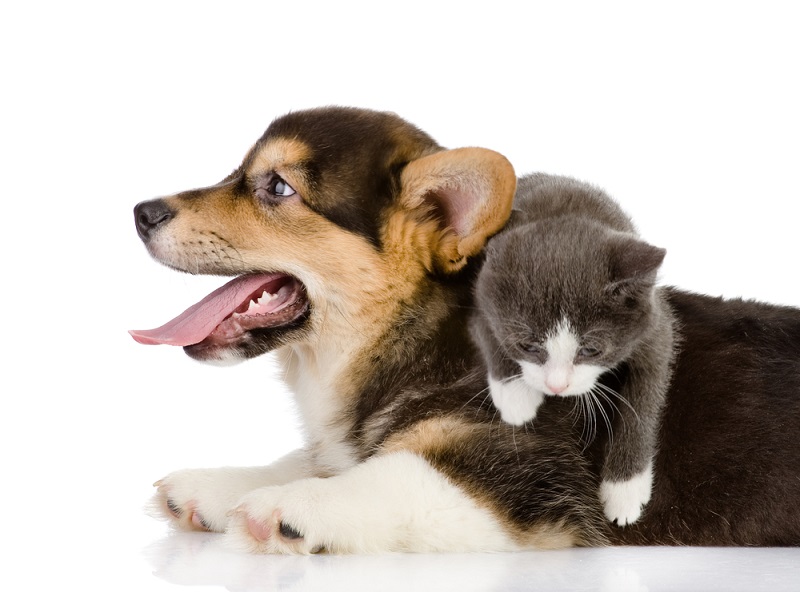 ������ ����� �����-�����. ����