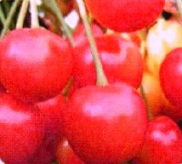 сорт черешни брянская розовая сорт черешни брянская розовая
