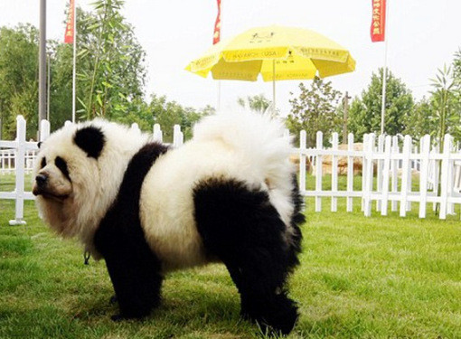 7) Собака-панда животные, прикол, собака, юмор