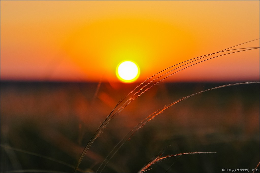 Фотопрогулки. Закат в ковыле Фотопрогулки. Закат в ковыле