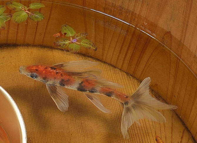Рисунки золотых рыбок между слоями смолы Riusuke Fukahori