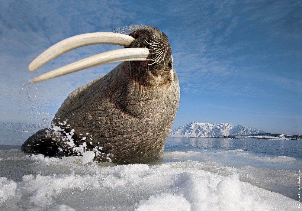 Polar Tales By Paul Nicklen. Part II