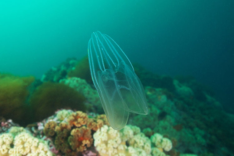 подводный мир