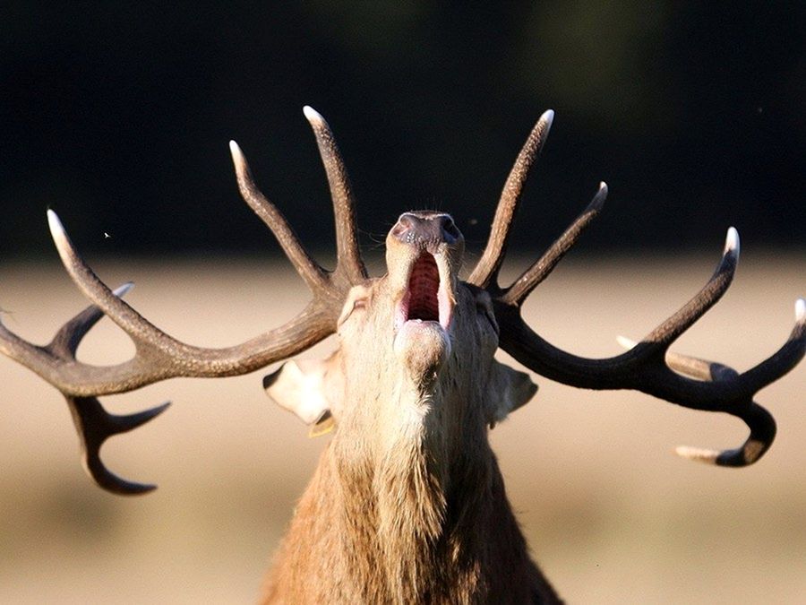 NewPix.ru - ������������ ���������� ��������