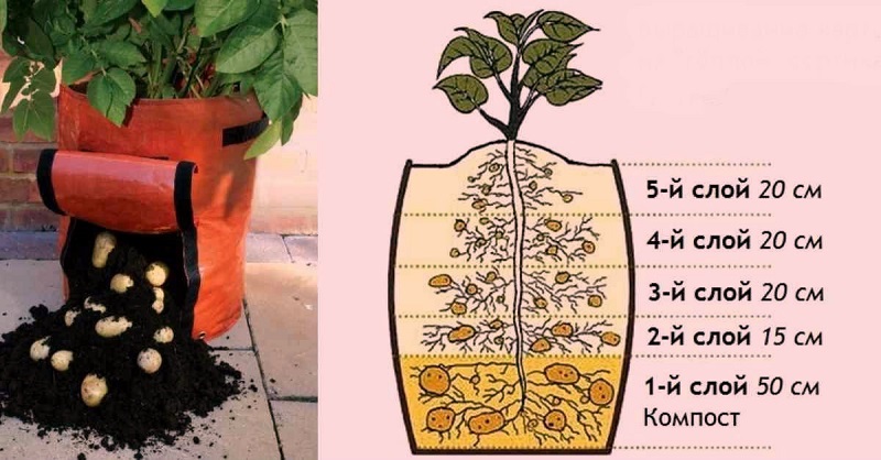 как вырастить картофель в мешке