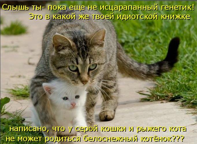 Котоматрица (81 фото)