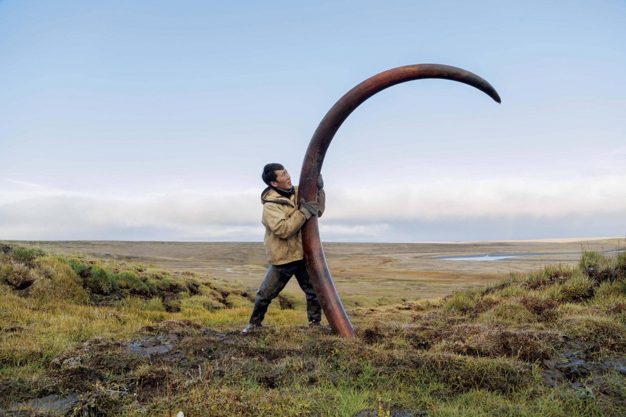 A woolly mammoth's tusk is unearthed from a Siberian riverbed