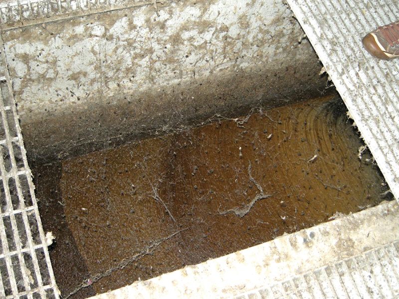 Колония из сотни миллионов пауков внутри очистных сооружений ооружение, паук