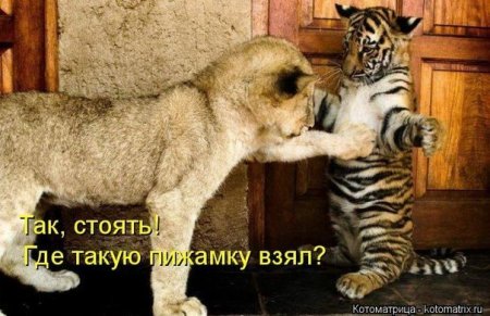 котомашечки от Лисицы))