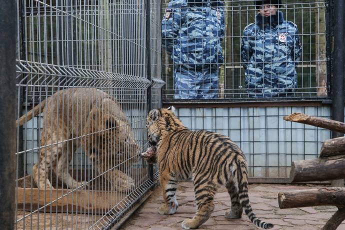 Московская полиция взяла шефство над спасенным тигренком Степой