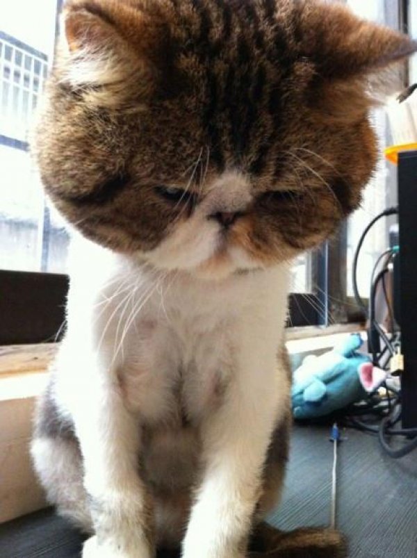 Бритые коты