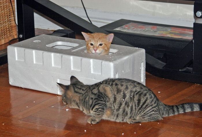 Смешные и просто красивые фотографии кошек (136 фото)