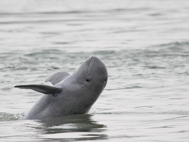  Иравадийский дельфин дельфины, животные