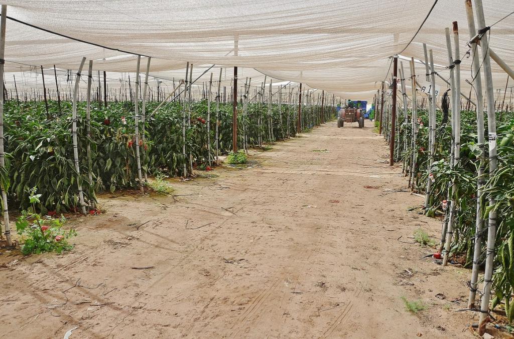 Как выращивают овощи и фрукты колхозники Израиля