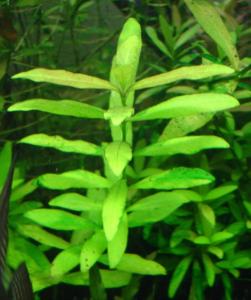 Гигрофила многосеменная или  индийская или Болотник (Hygrophila polysperma) - 