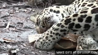 Большие кошки кошачьими делами, смешные тигры львы, анимация большие кошки, анимация тигры львы