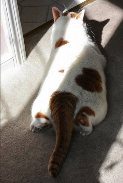 hearts-on-cats-7