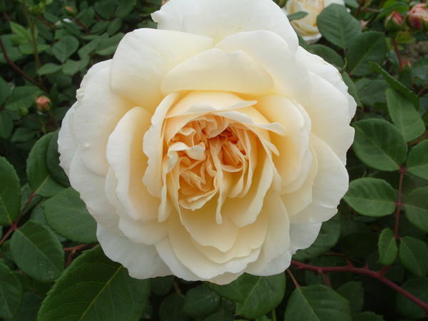 Романтическая роза сорт Crocus Rose