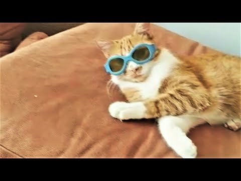 КАЖДЫЙ КОТИК ТАКОЙ КАЖДЫЙ ПЁСИК ТАКОЙ Funny Cat and Dog Videos Compilation КАЖДЫЙ КОТИК ТАКОЙ КАЖДЫЙ ПЁСИК ТАКОЙ Funny Cat and Dog Videos Compilation