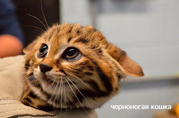 Редкие дикие кошки, о которых вы наверняка не знали (8 фото) Редкие дикие кошки, о которых вы наверняка не знали (8 фото)