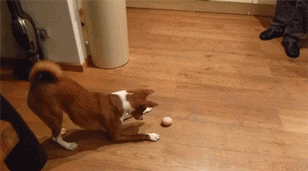 �������, ����