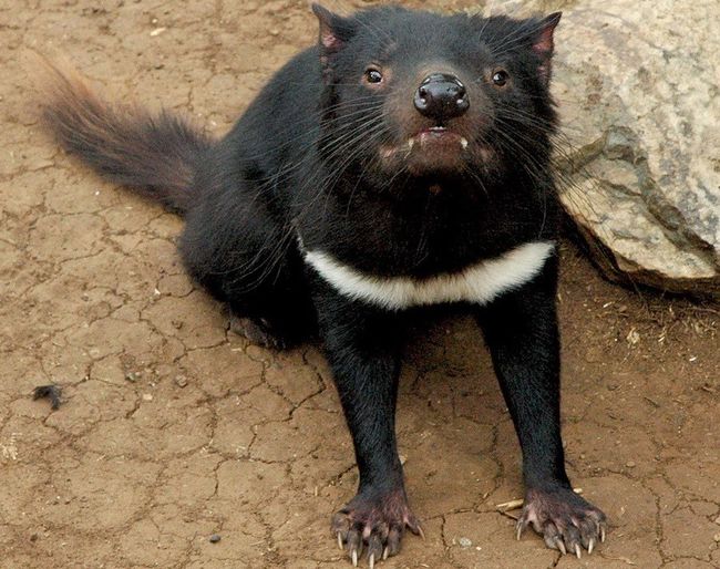 Необычные и редкие животные со всего мира