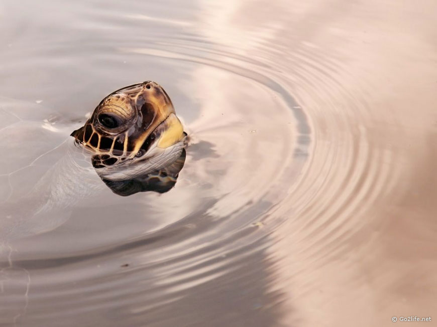 25 лучших фотографий National Geographic. Часть 2