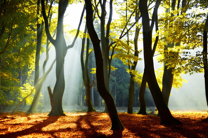     : Lars van de Goor