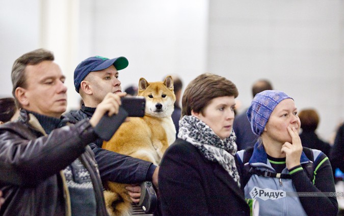 Выставка собак «Россия».