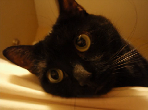 Толстая кошка вдохновила инженера на создание беговой дорожки для животных