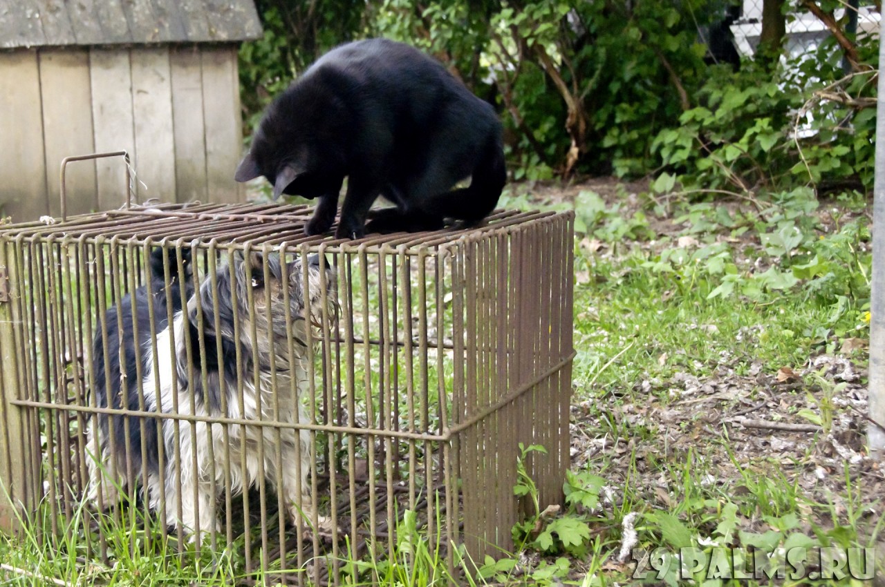 Как кошка с собакой. Часть 1 животные, коты, кошки, собаки, фото, юмор