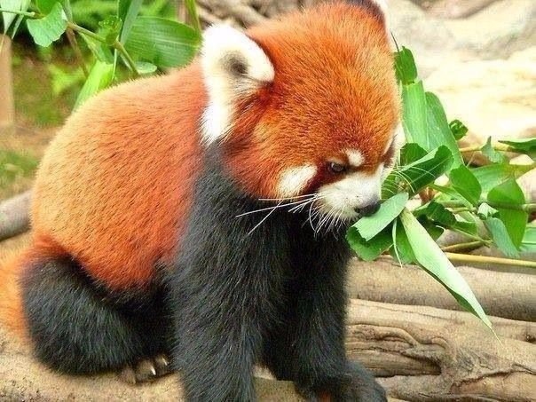 Сердитая рыжая панда