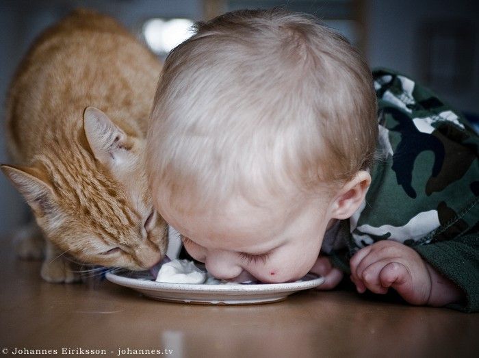 Смешные и просто красивые фотографии кошек (136 фото)